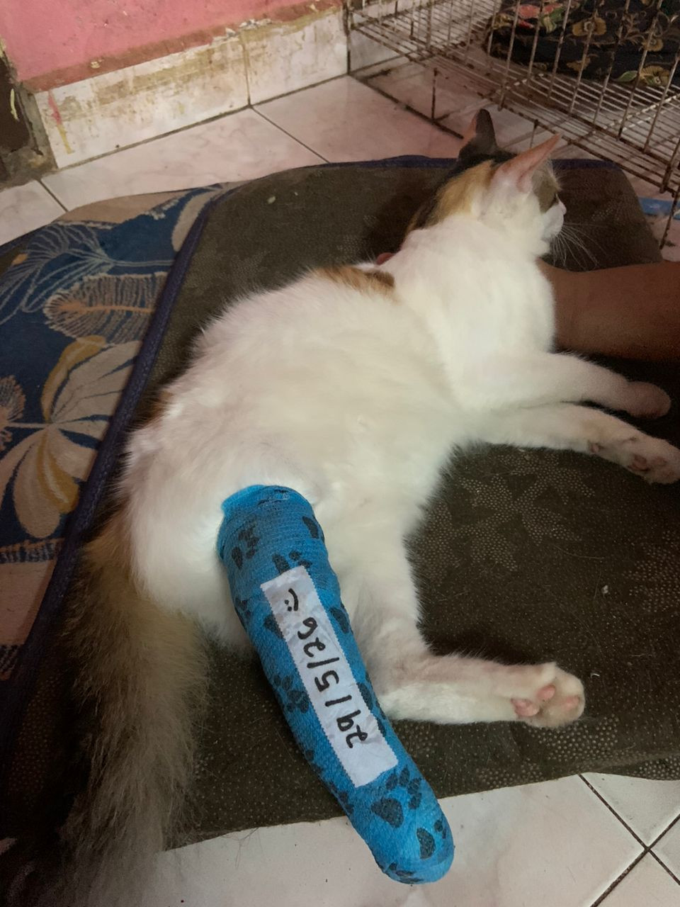 MEMOHON BANTUAN UNTUK NONG BERKAKI 4 SEMULA