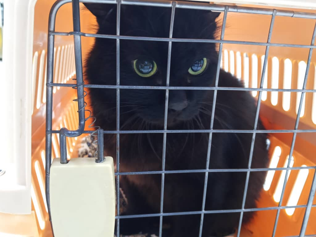 BANTUAN DANA UNTUK KUCING