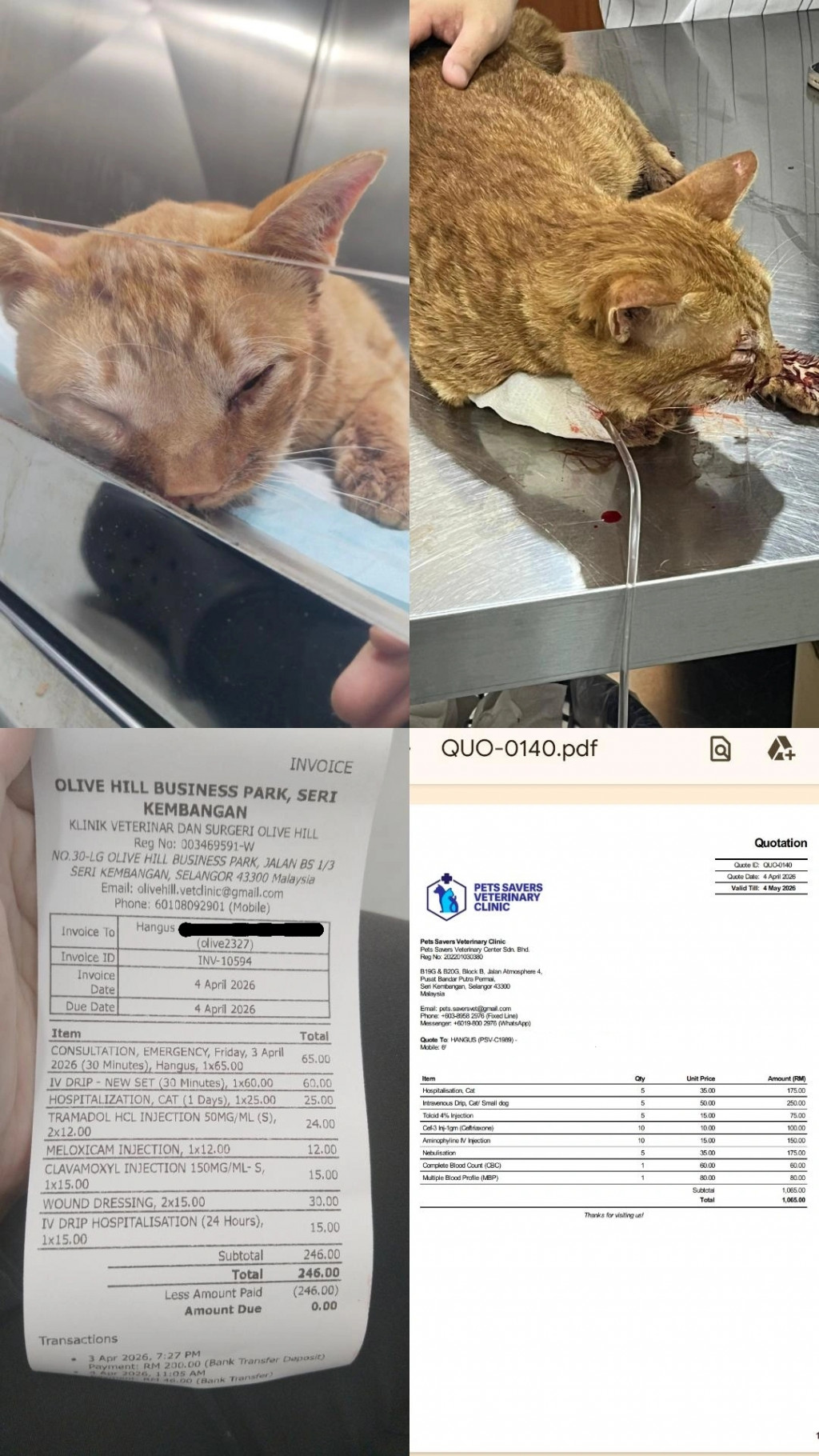 DERMA UNTUK KUCING EKSIDEN