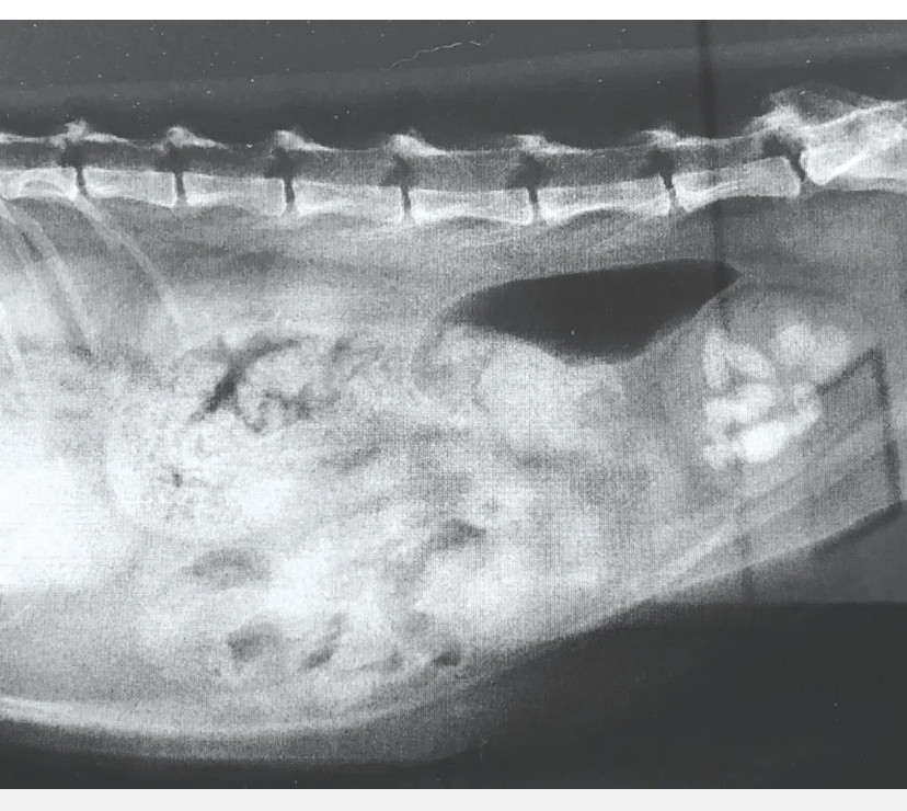DERMA UNTUK KUCING BATU KENA BATU KARANG
