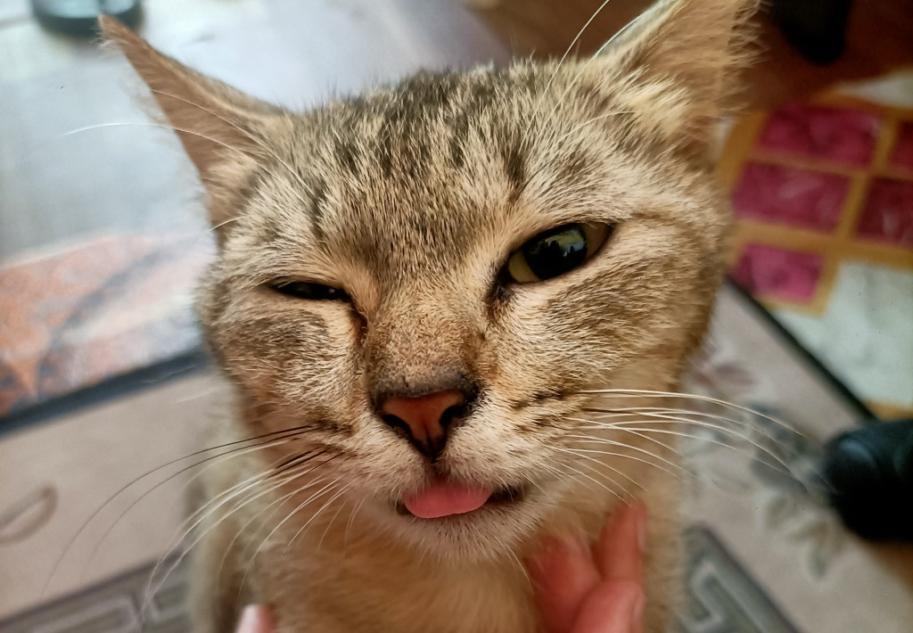 PERMOHONAN BANTUAN PEMANDULAN KUCING