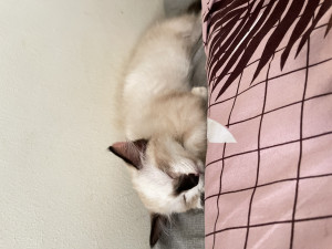 Norfazlinda Binti Azman